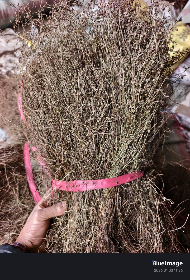 顺草扎把，成卷白花蛇舌草