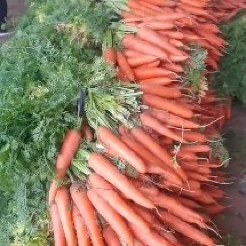 基地大品牌精品中条红萝卜