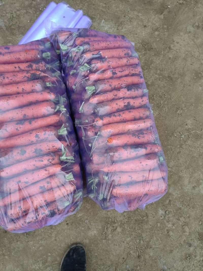 基地大品牌精品中条红萝卜
