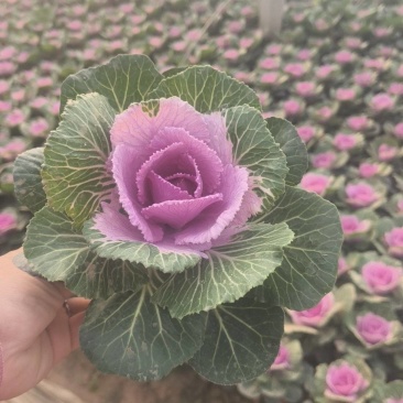 玫瑰甘蓝