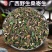 中草药材桑寄生切段泡酒泡茶泡水煲汤各种规格批发零售