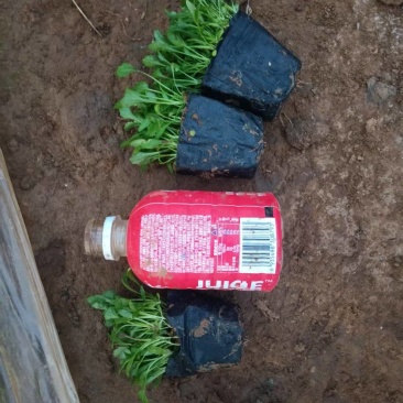 大滨菊