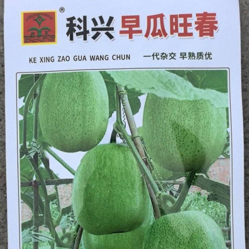 冬瓜种子早瓜旺春特早熟小型冬瓜椭圆形绿色有花斑