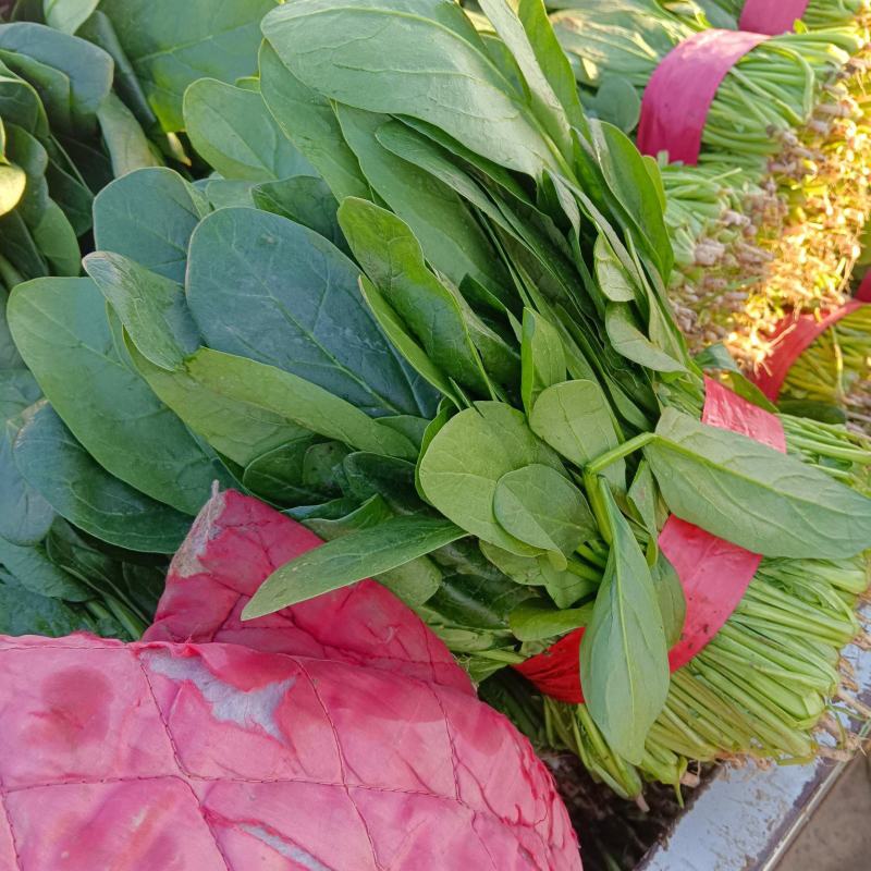 大叶菠菜千亩基地