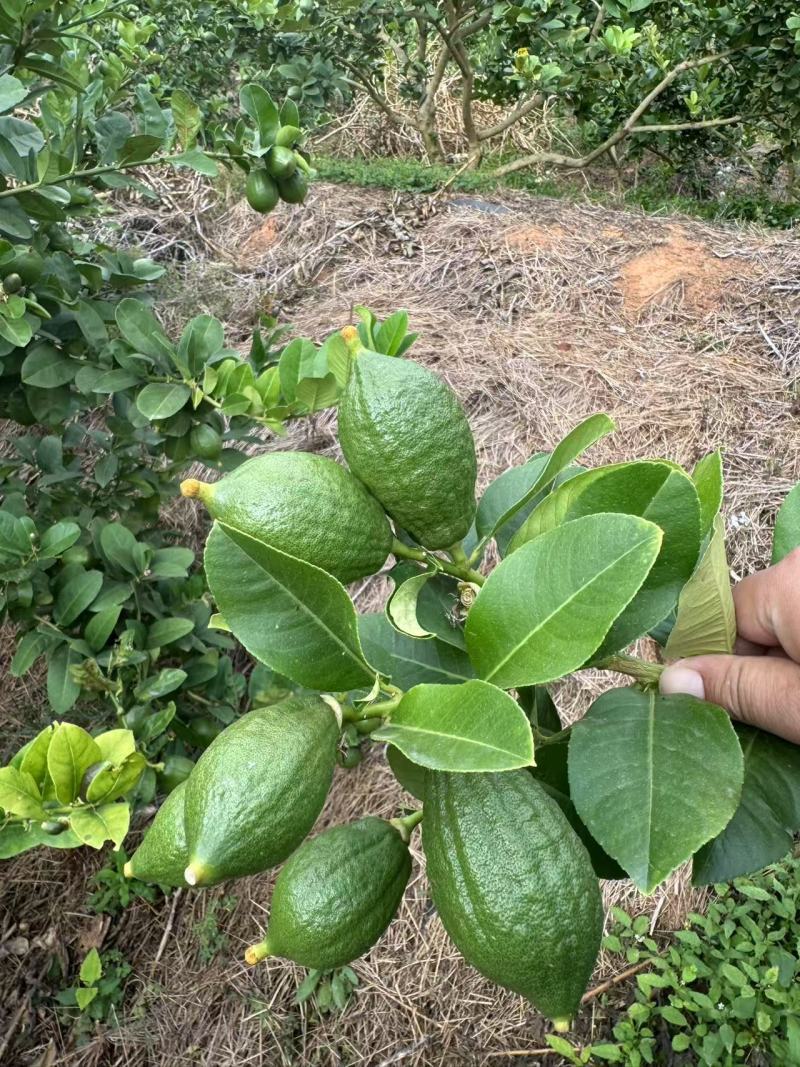 青柠檬（广东香柠）