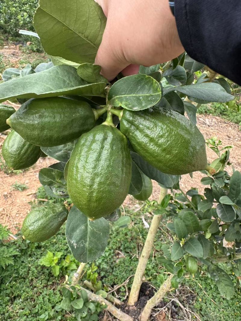 青柠檬（广东香柠）