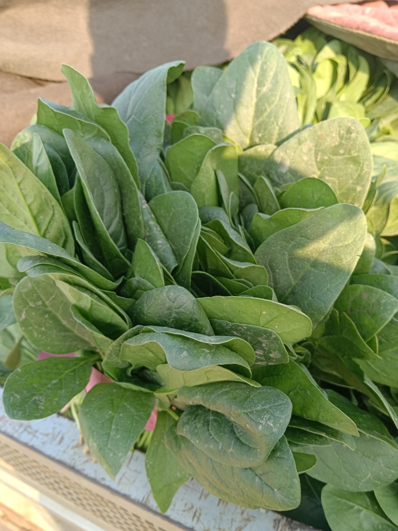 大叶菠菜千亩基地