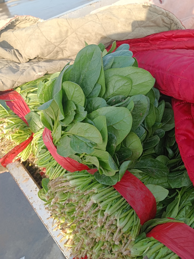 大叶菠菜千亩基地