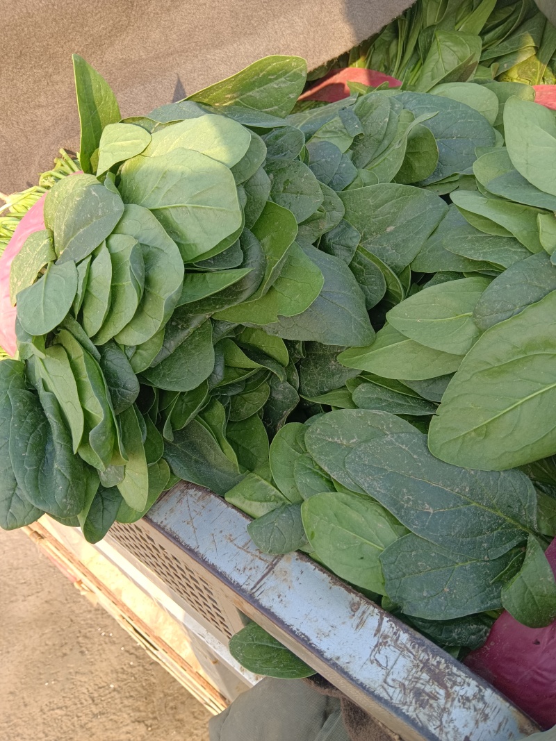 大叶菠菜千亩基地