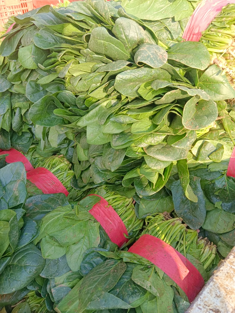 大叶菠菜千亩基地
