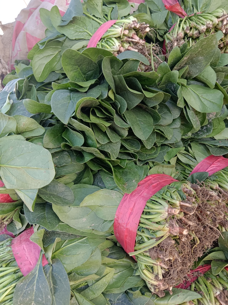 大叶菠菜千亩基地