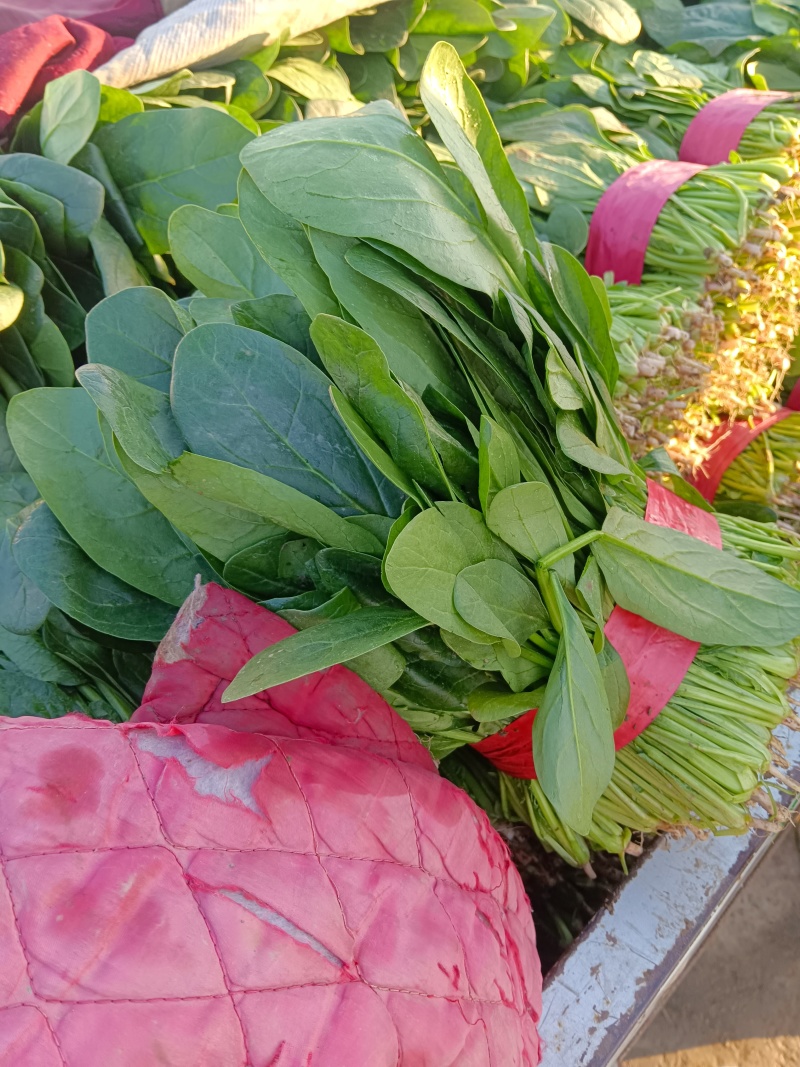 大叶菠菜千亩基地