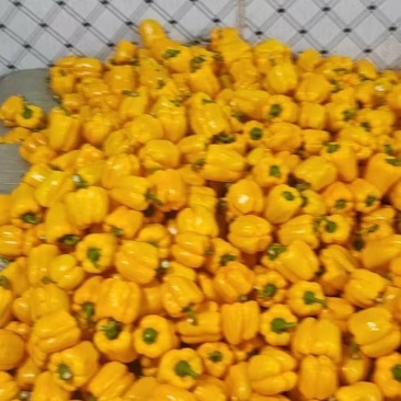 ，对接商超，出口，市场，社区团购，食品厂，加工厂，货源稳