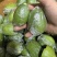 广东香水柠檬