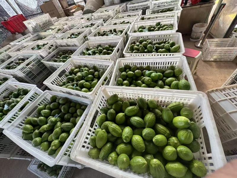 广东香水柠檬精品果