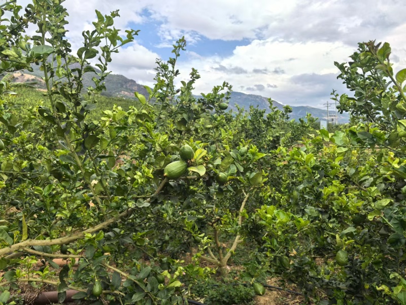 广东香水柠檬二级果