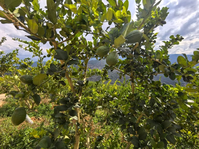 广东香水柠檬二级果