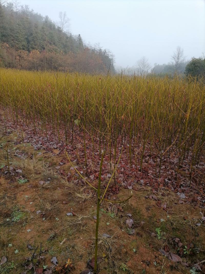 檫树苗、檫木苗、江西宜春产地直供檫木苗、花楸苗、檫木