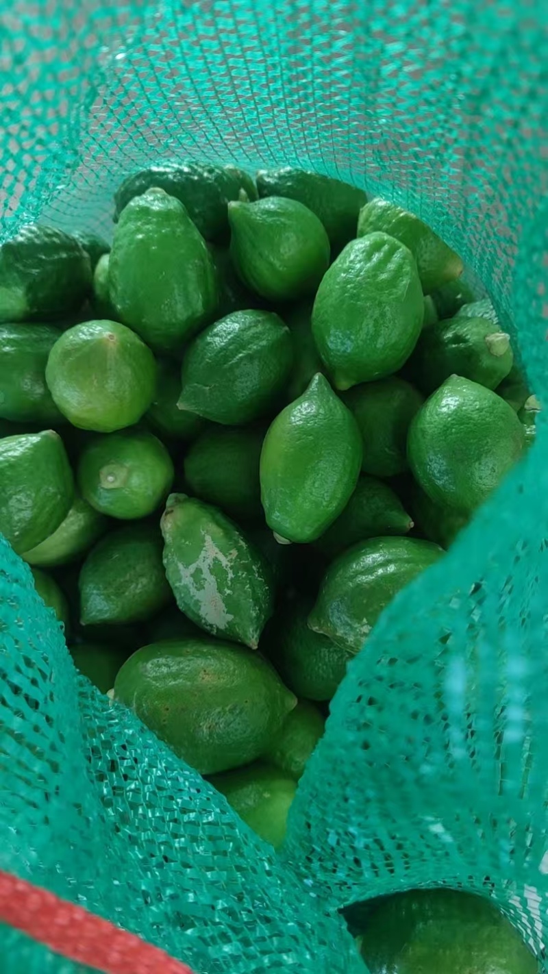 广东香水柠檬工厂果