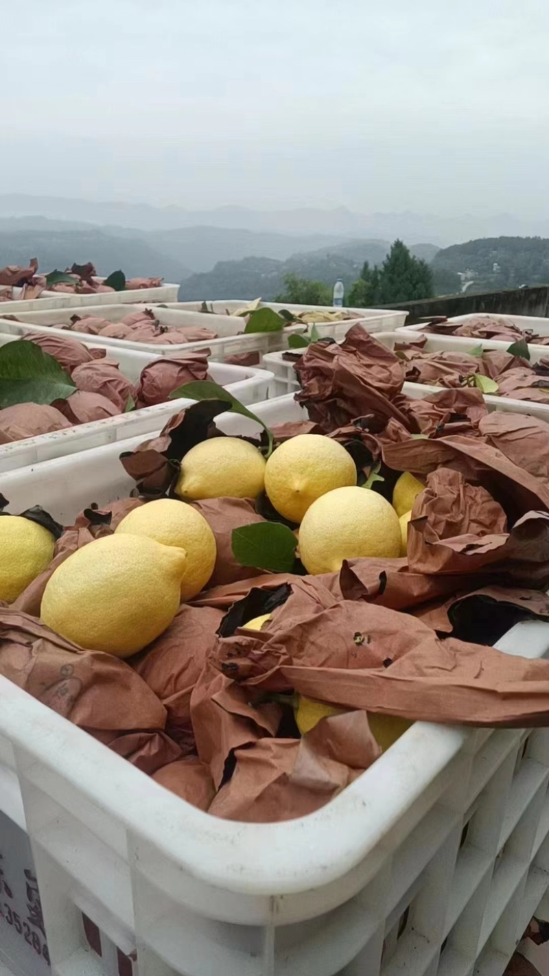 尤力克柠檬黄果
