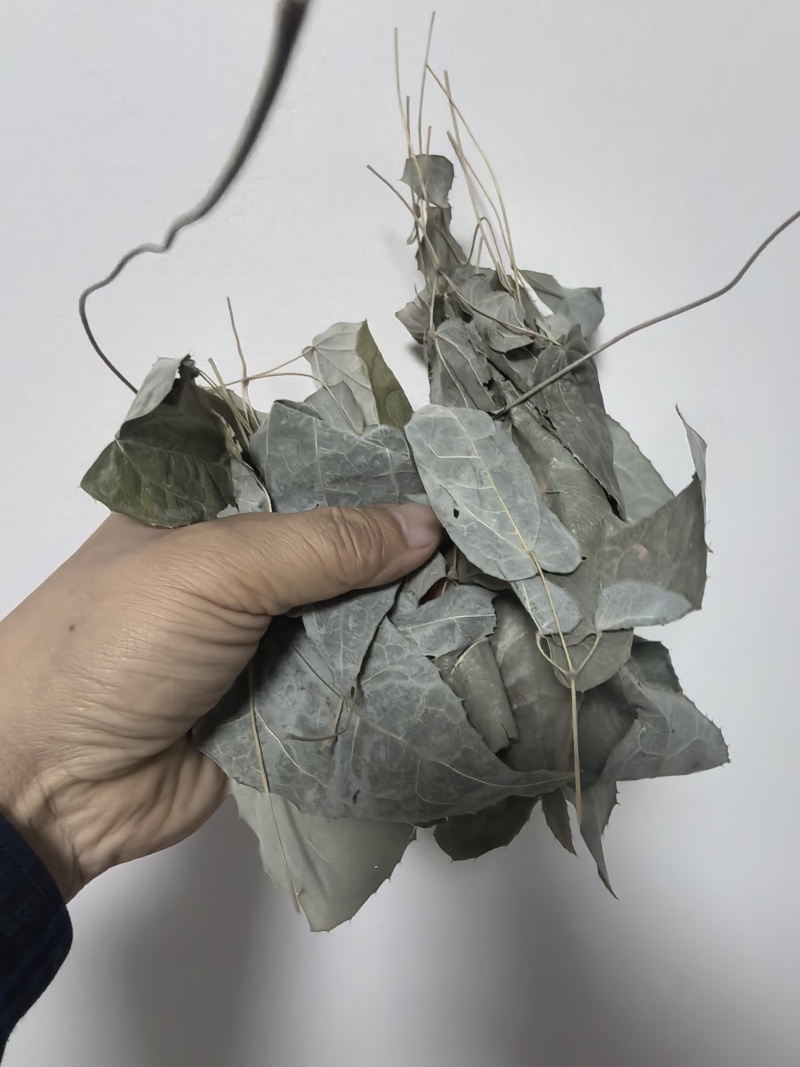 柔毛高含量淫羊藿/保真保质量/诚信为本/欢迎合作
