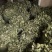 柔毛高含量淫羊藿/保真保质量/诚信为本/欢迎合作