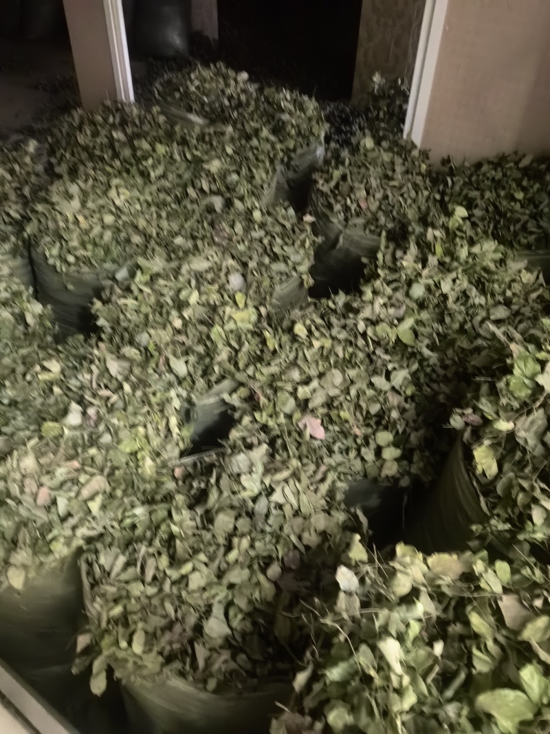 柔毛高含量淫羊藿/保真保质量/诚信为本/欢迎合作