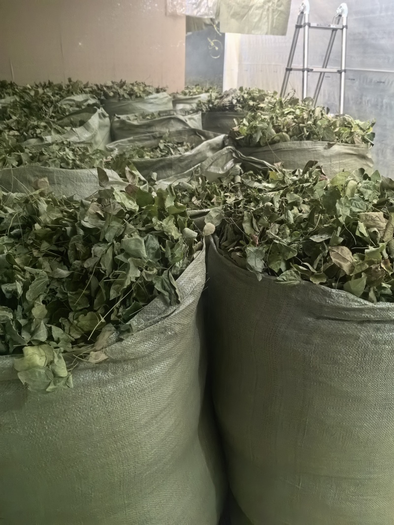 柔毛高含量淫羊藿/保真保质量/诚信为本/欢迎合作
