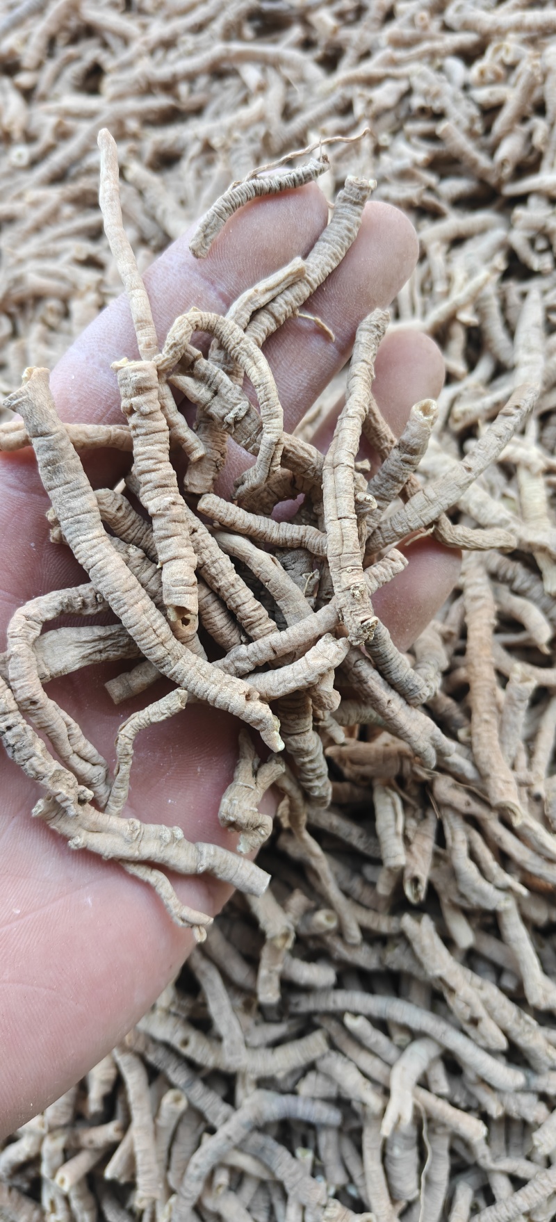 远志精选筒无硫地道药材关书药业1000g起批