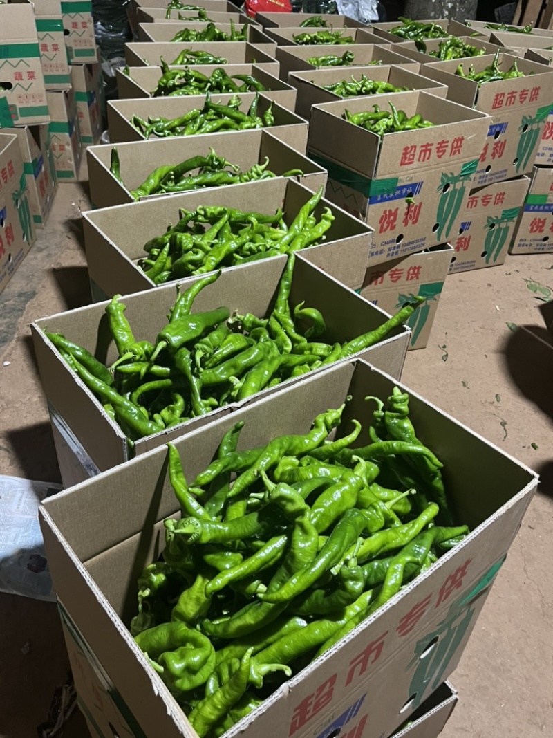 【螺丝椒】广东陇椒，薄皮，产地直发