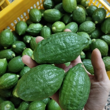 正宗无籽广东香水柠檬