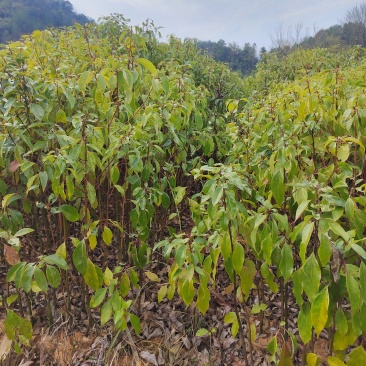 香樟杯苗清地处理
