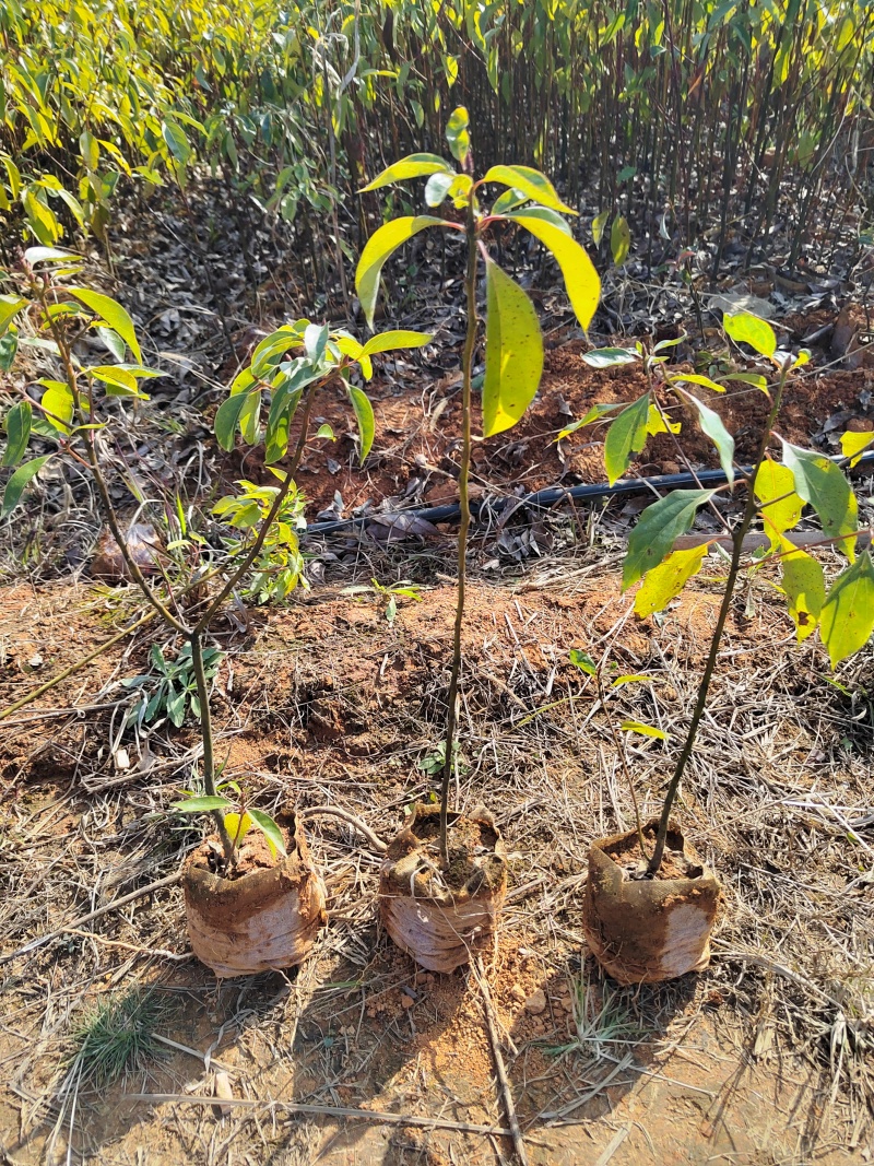 香樟杯苗清地处理