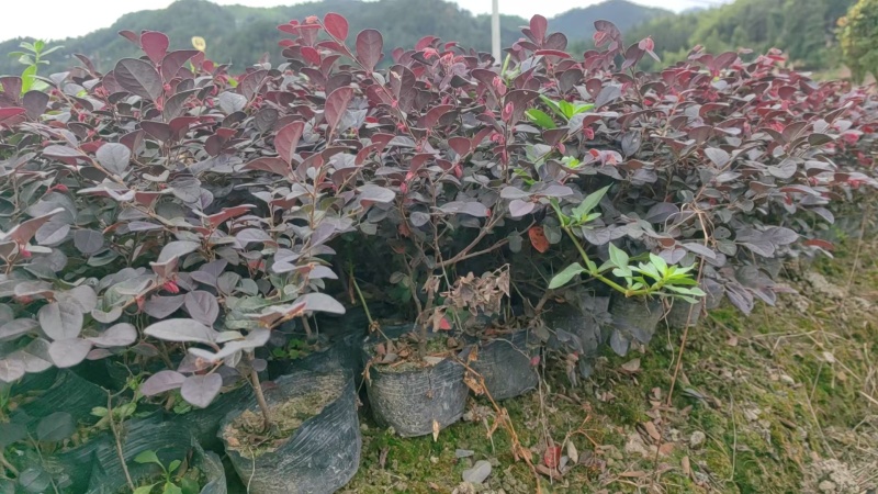 红继木杯苗