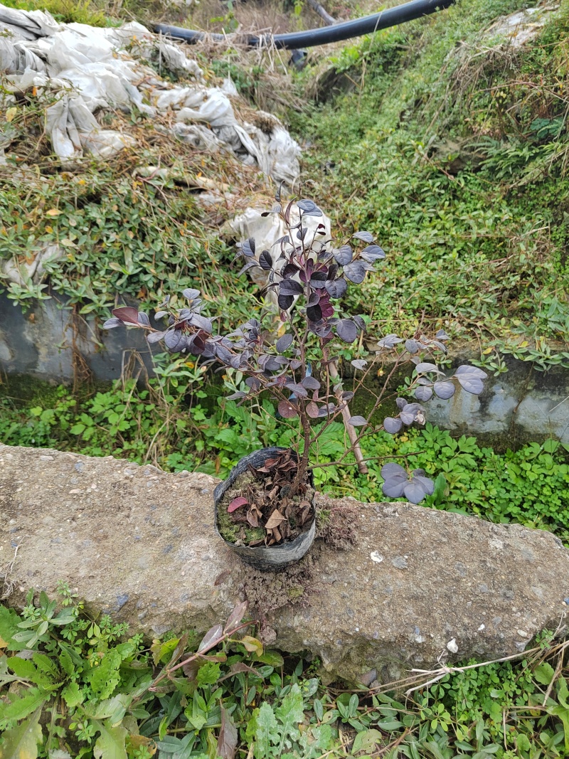 红继木杯苗