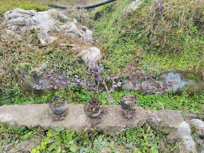 红继木杯苗