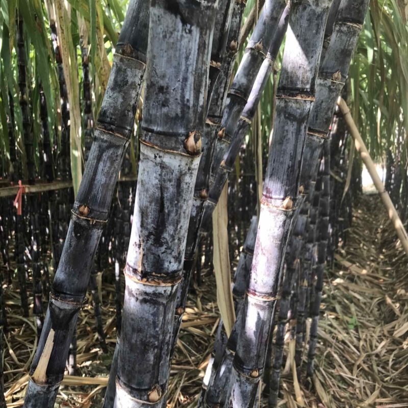 黑皮甘蔗