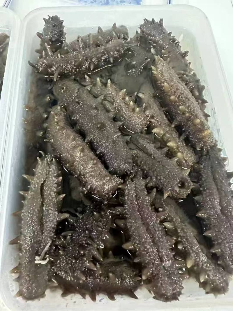 大连辽参多种工艺品种齐全产地批发品质保证欢迎选购
