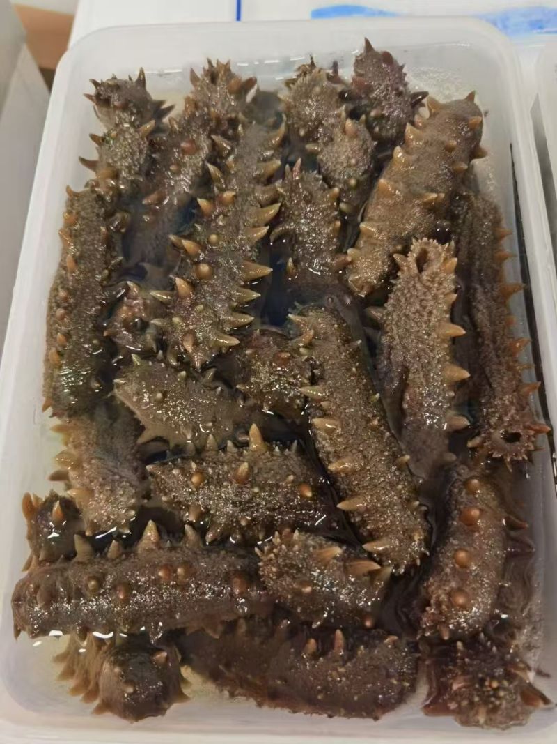 大连辽参多种工艺品种齐全产地批发品质保证欢迎选购
