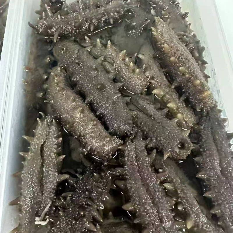 大连辽参多种工艺品种齐全产地批发品质保证欢迎选购
