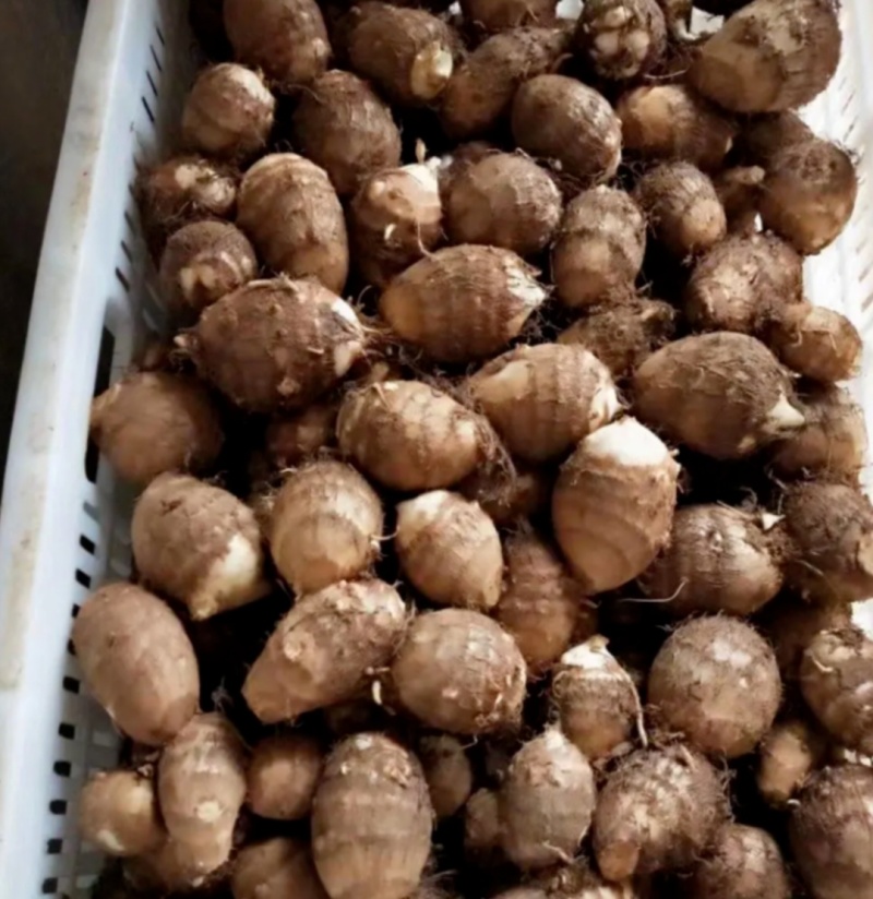 芋头优质山东芋头火热上市量大从优质量保证好