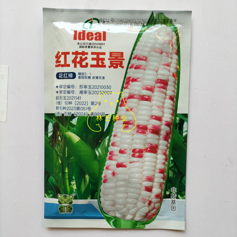 红花玉景彩甜糯花甜糯大棒玉米种子糯黏种高产香甜软糯花玉米