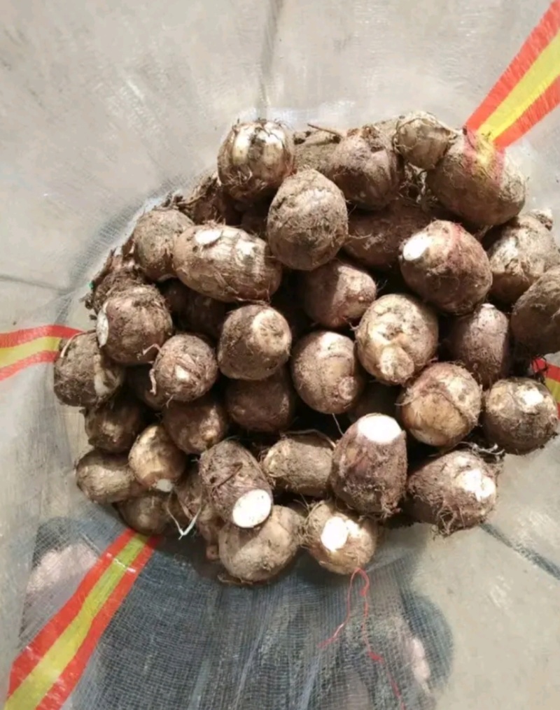 山东芋头价格行情产地对接出口电商商超市场质量保证