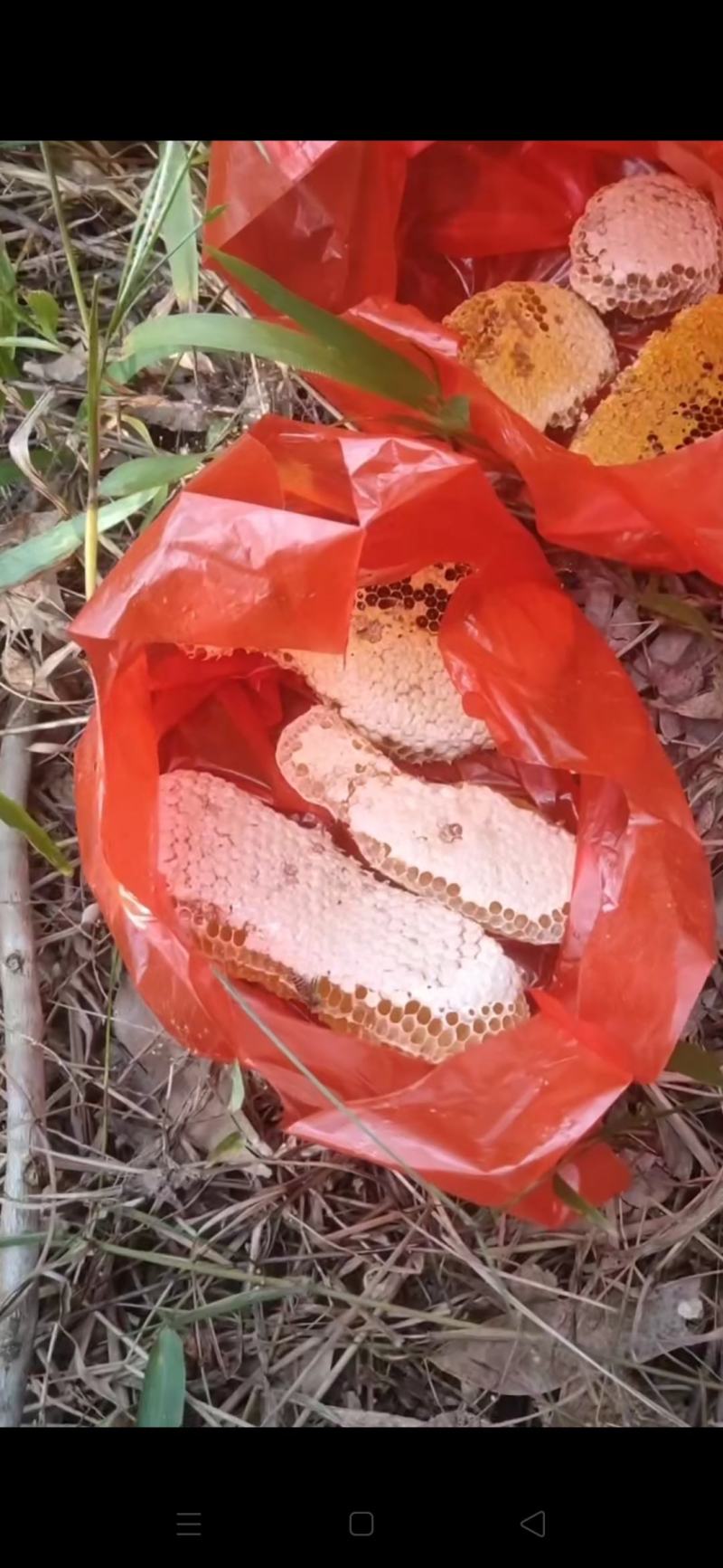 土蜂，蜂蜜，一年取一次，成熟蜜糖。