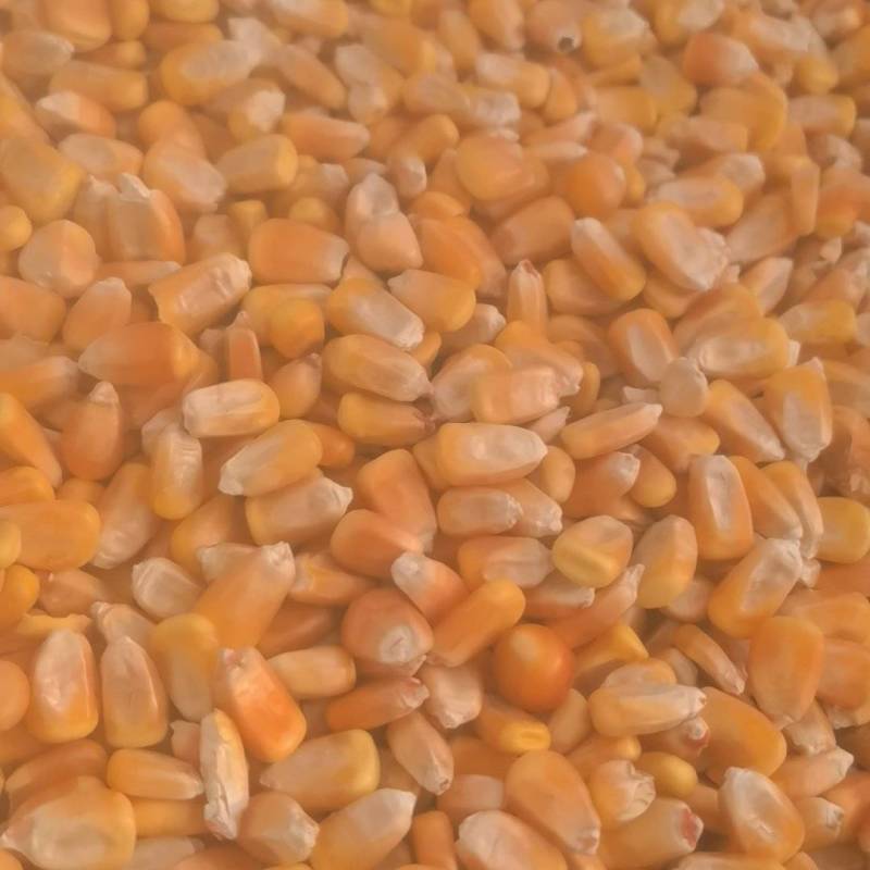 出售东北优质养殖玉米