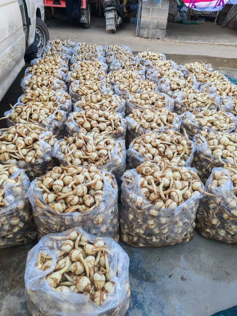 云南高原精品茨菇上市、规格齐全