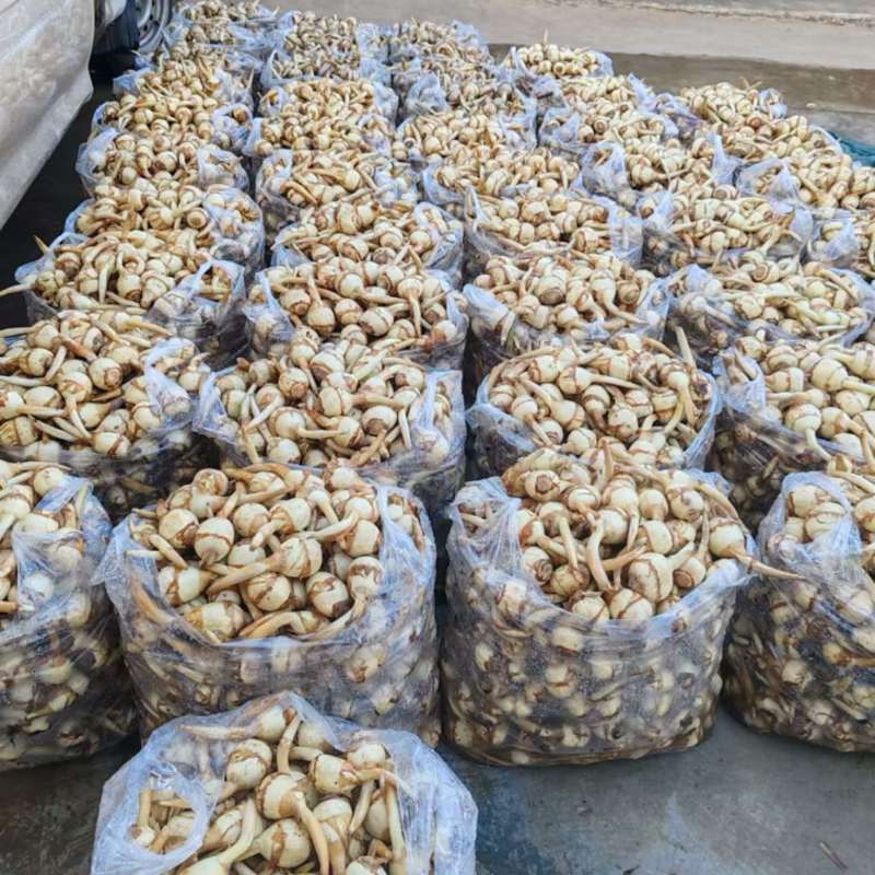 云南高原精品茨菇上市、规格齐全