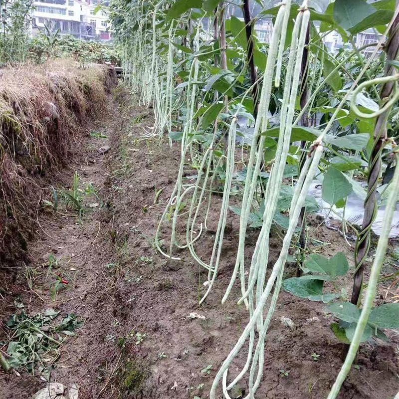 理想荚天下9号豇豆种子荚长厚肉高产抗病农家春秋播种