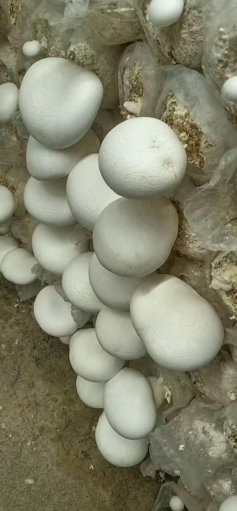 白灵菇