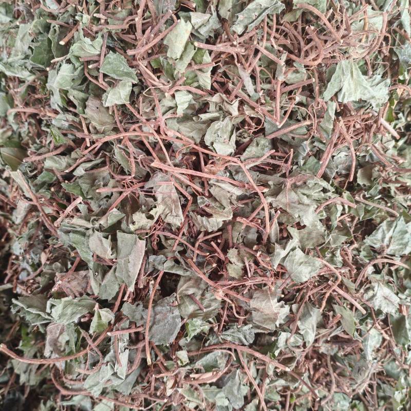 不出林矮地茶